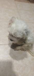 shitzhumixpoodle 