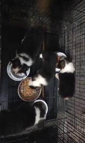 Pure Breed Tri-Color Long Fur Corgi (纯种长毛柯基 三色宝宝)