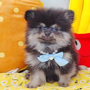 Pomeranian