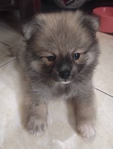 Tiny Pomeranian puppy 