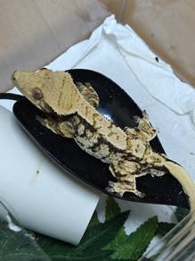 Crested Gecko