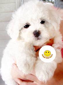 TTW_BF611 mini Bichon Frise white puppy dog