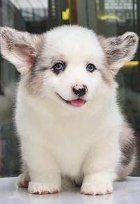Merle Corgi Cardingan -Female 