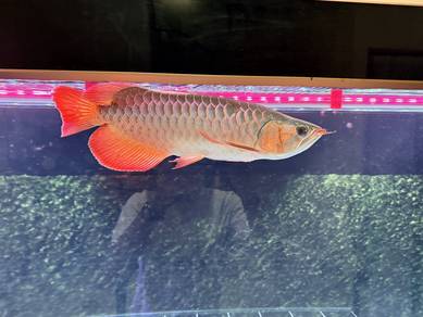 Arowana Kapuas Hulu