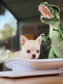 apple head Chihuahua t