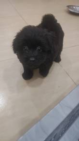 Pompoo