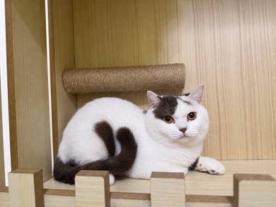 male british shorthair