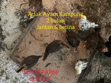 Anak Ayam Kampung
