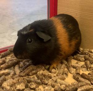 Crested Guinea Pig