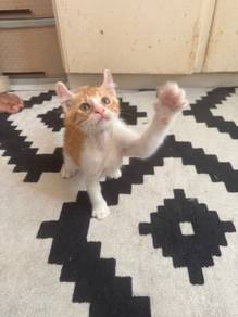 american curl kitten