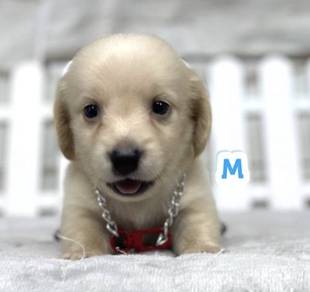 MINIATURE DACHSHUND Puppies VIP41 🐻 Male -