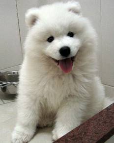 Boopable Samoyed Adorble Little Snow White Puppy P
