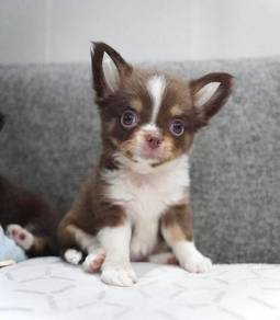 CHIHUAHUA PUPPIES VIP89🌷Head Apple Cute Dog