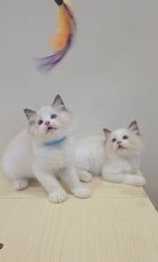 ragdoll