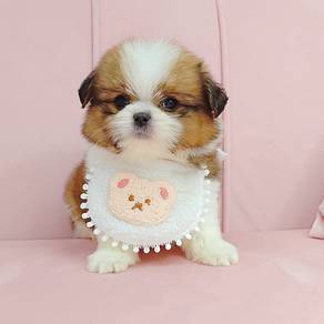Shih Tzu