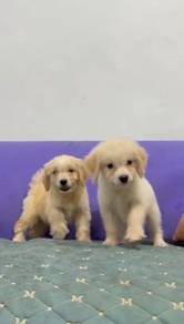 Goldendoodle miniature