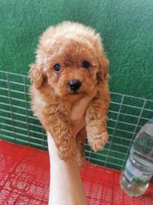 Toy Poodle Teddy 1802B