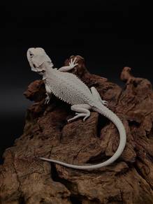 Hypo Zero Bearded Dragon For Sale [Perfect] 