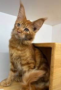 Mainecoon