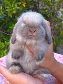 rabbit holland lop HL arnab bunny