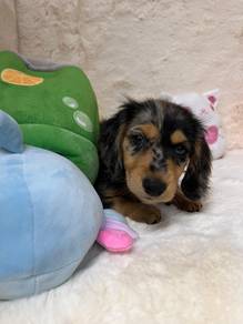 Longhaired Dachshund
