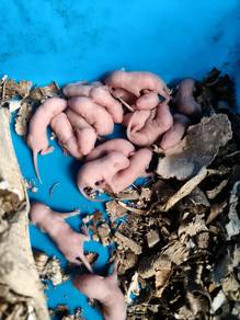 pinky tikus putih 