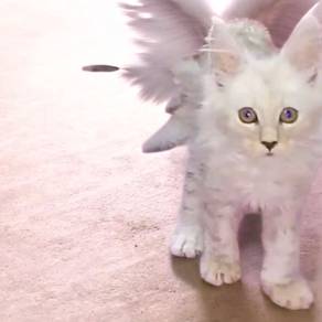 Mainecoon kitten