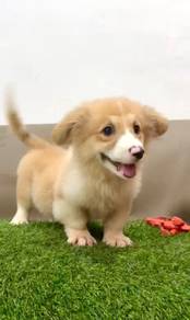 Corgi long haired female mka