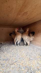 ayam serama