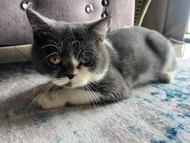 Cat almost 1 years hi