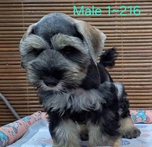 Miniature Schnauzer 