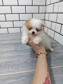 Pomeranian 博美