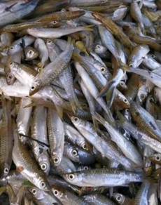 ikan seluang frozen