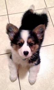 N5817 Bubble of love Corgi Cute Fluffy Butt Puppy