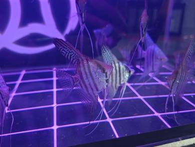 ownbreed premium angelfish