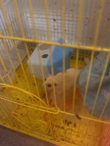 sugar glider ada 5 ekor nak tolong sekali sangkar