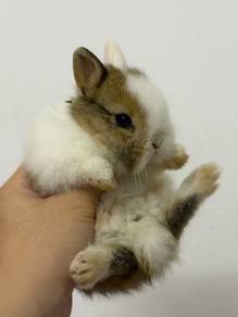 ND rabbit