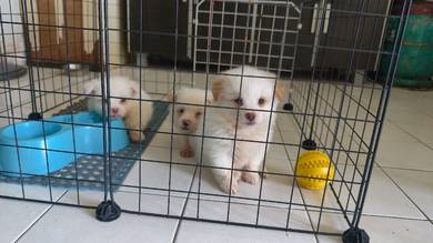 mix puppy