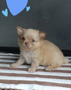 Chihuahua
