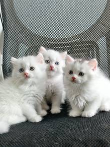 British Longhair odd eyes 