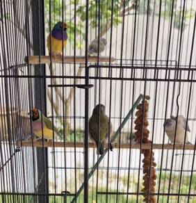 baby gouldian finch