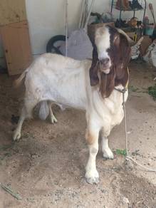 Bapok kambing boer