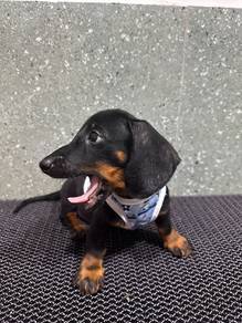 Black Dachshund 