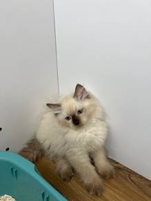 Ragdoll mix British Long Hair