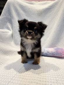 Long Coat Chihuahua male