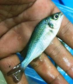 Australian Jade Perch Fingerlings, 宝石鲈鱼