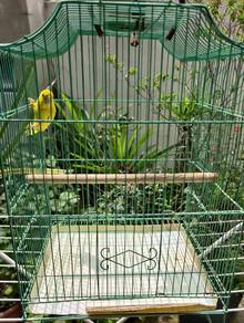 Burung Forpus sekali sangkar