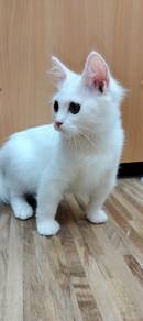 angora