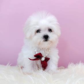 Bichon Frise
