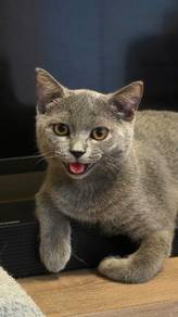 BSH setia alam 